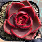 Red rose-shaped succulent in a small black pot with tight spiral petals