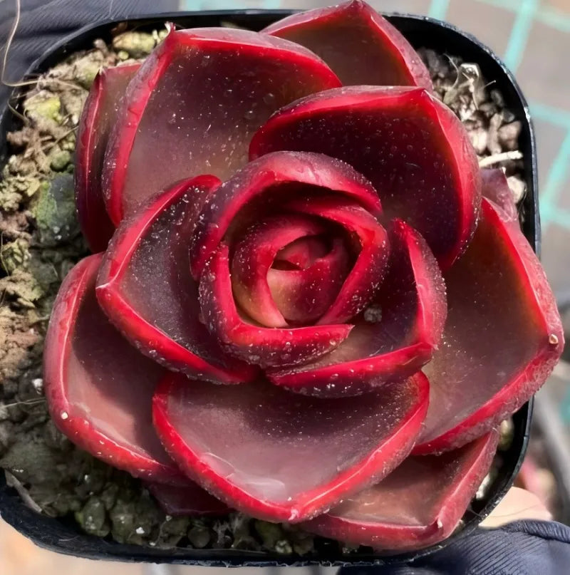 Red rose-shaped succulent in a small black pot with tight spiral petals