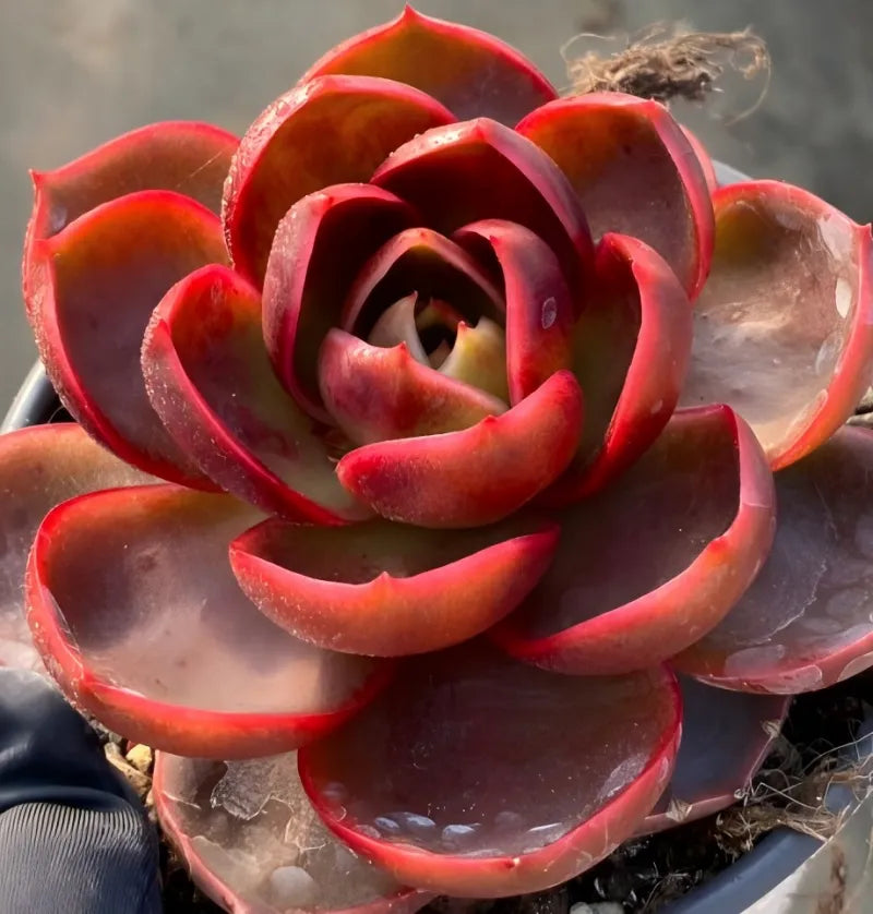 Red succulent rosette in 4-inch pot with open center