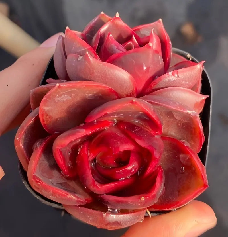 Handheld 3-inch potted red double-head flower with layered petals