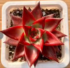 Red Soul succulent in 4-inch pot, red star rosette