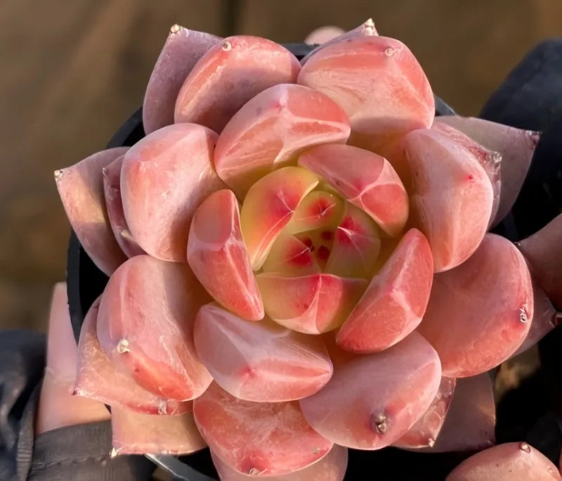 Pink-red succulent rosette with green center in dark 4 in pot