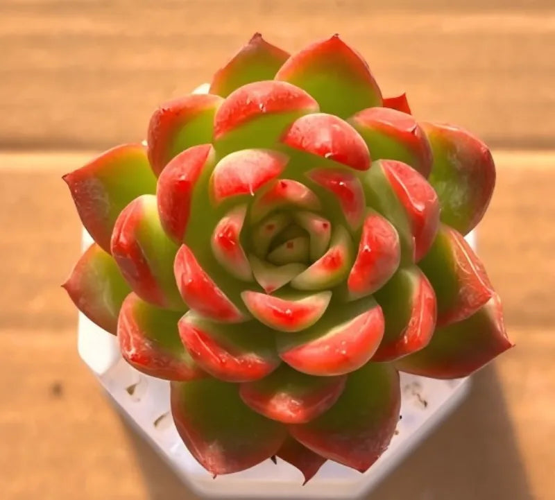 Potted succulent rosette with green leaves and red tips in white pot.
