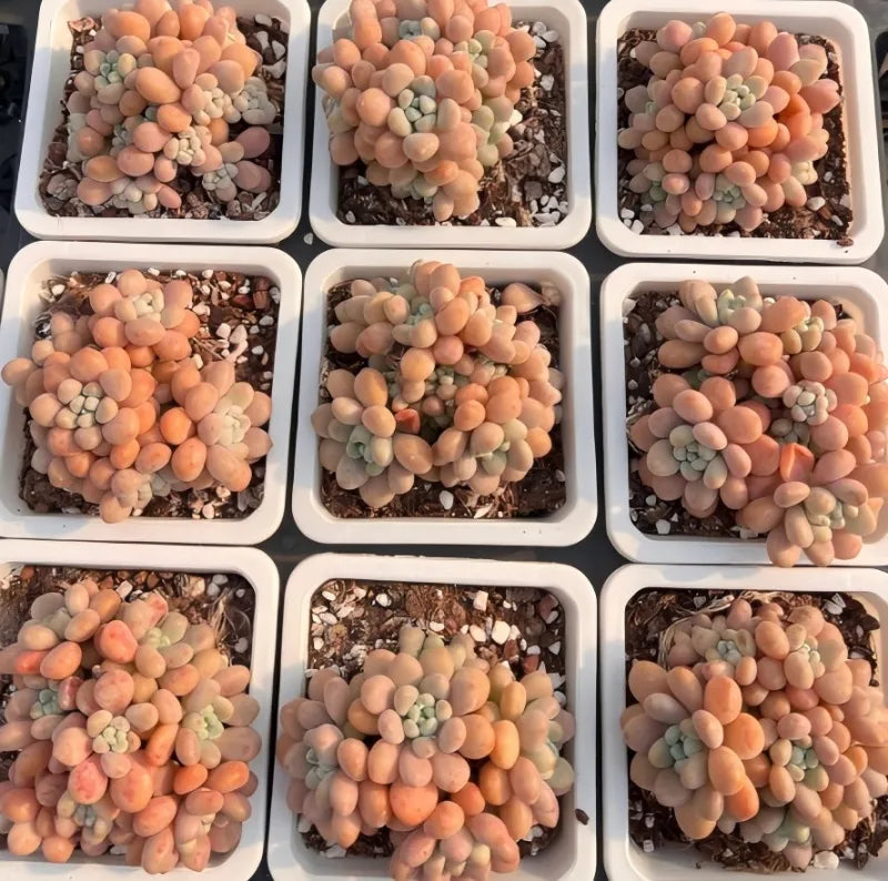 Succulent plant in 4-inch pot, peach and cream rosette clusters in white tray