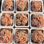 Succulent plant in 4-inch pot, peach and cream rosette clusters in white tray