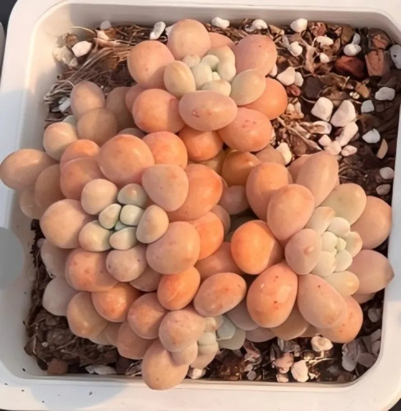 Succulent plant in white pot with peach and cream rosette leaves