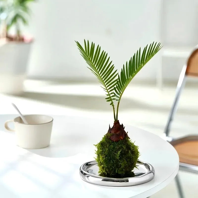 Sago palm tree on chrome-style pedestal base with green moss and green fronds