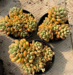Sedum succulent in 6.5 in pot, three round pots with green and orange grape leaves