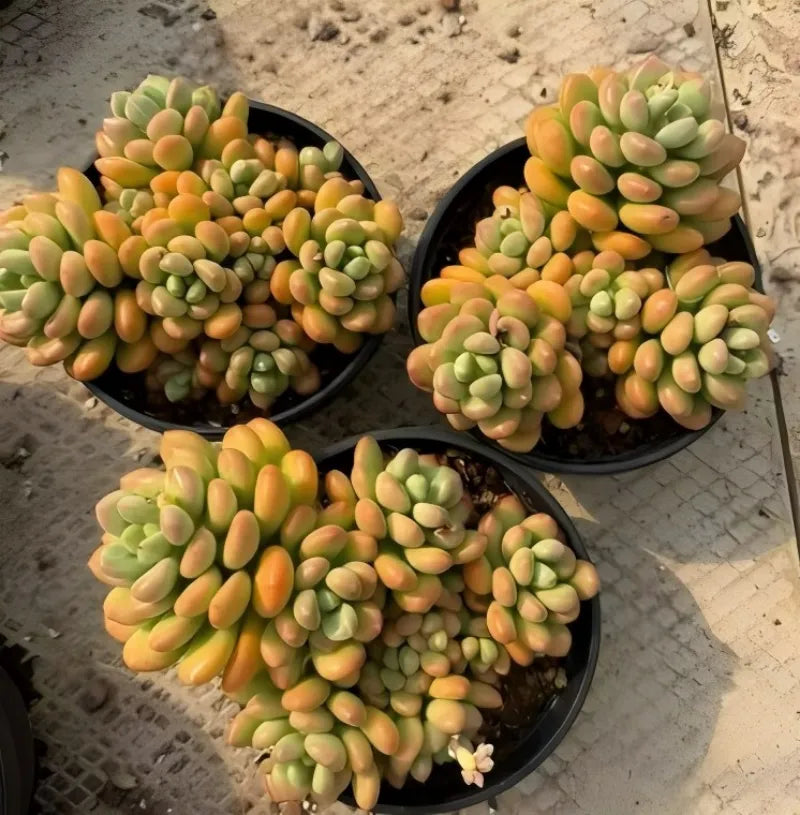 Sedum succulent in 6.5 in pot, three round pots with green and orange grape leaves