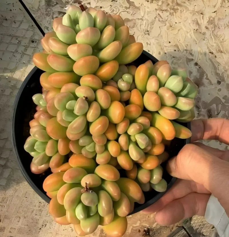 Sedum succulent in 6.5 in black pot, hand holding it; green and orange grape leaves