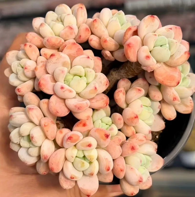 Sedum succulent in 4-inch pot, peach, cream, and green thick leaves