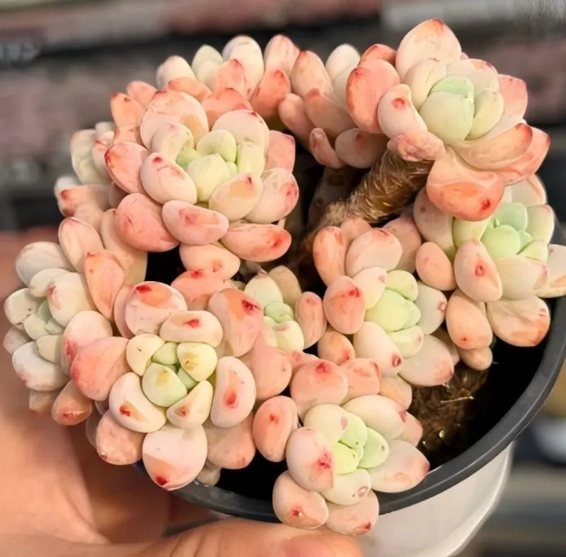 Sedum succulent in 4-inch pot, pale peach and light green clustered leaves