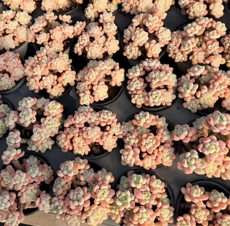 Sedum succulent cuttings in small pots, pale peach and light green leaf clusters