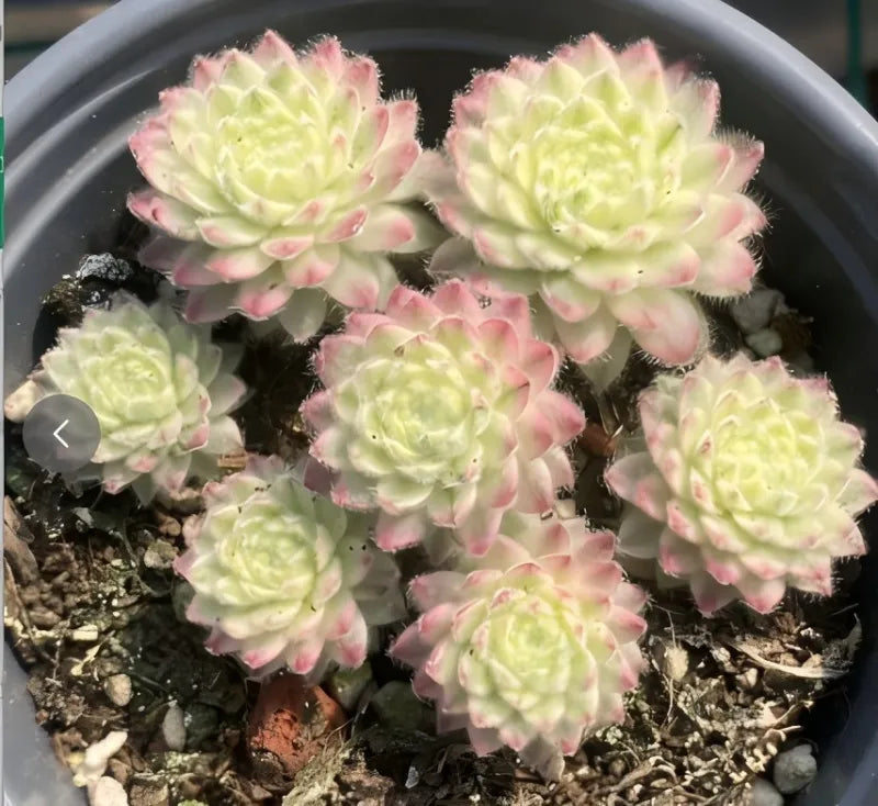 Variegated Sempervivum rosettes in a gray pot with pink-edged leaves