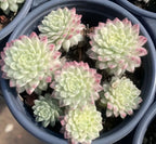 Variegated Sempervivum rosettes clustered in a gray 4-inch pot