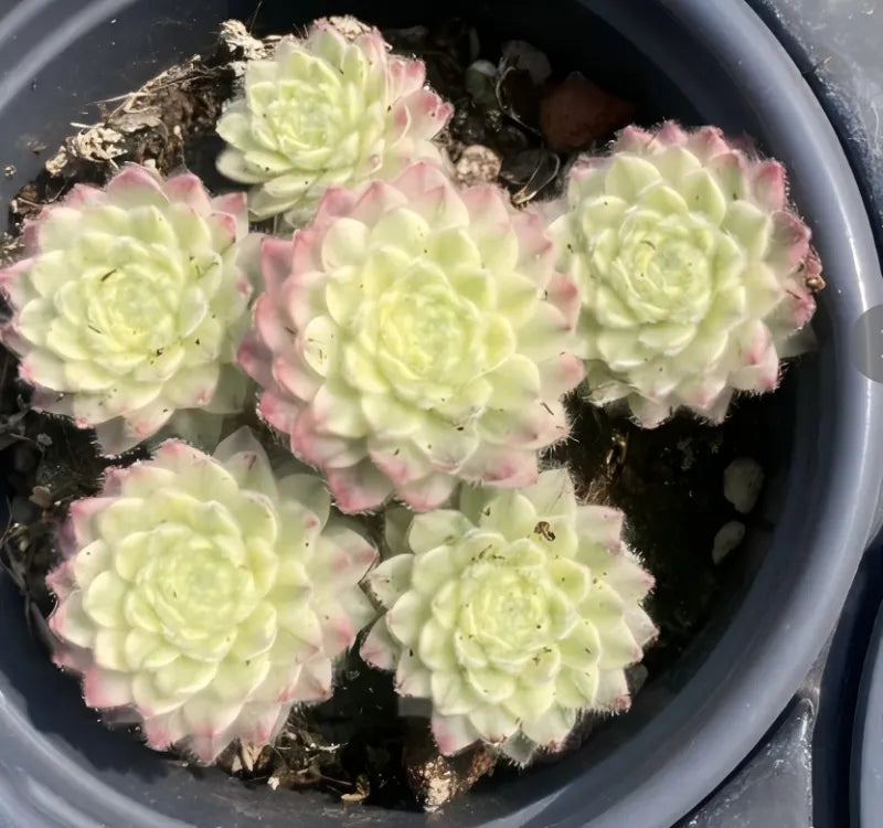 Variegated Sempervivum rosettes in a gray 4-inch pot, top view