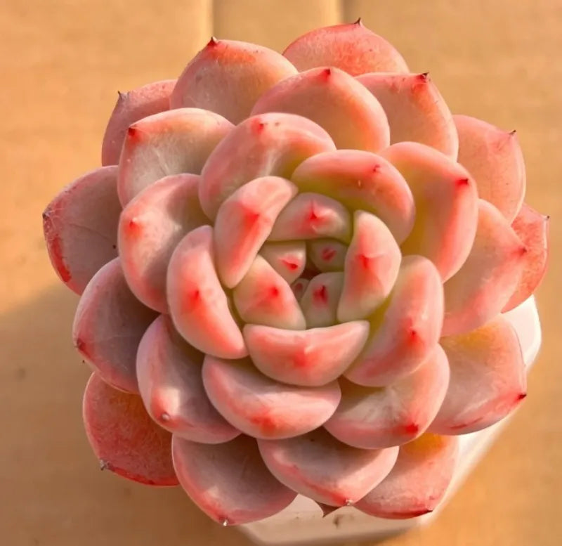 Pastel pink and green succulent rosette in small white pot