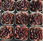 Shuting potted succulents set, dark purple-red rosette plants in white pots