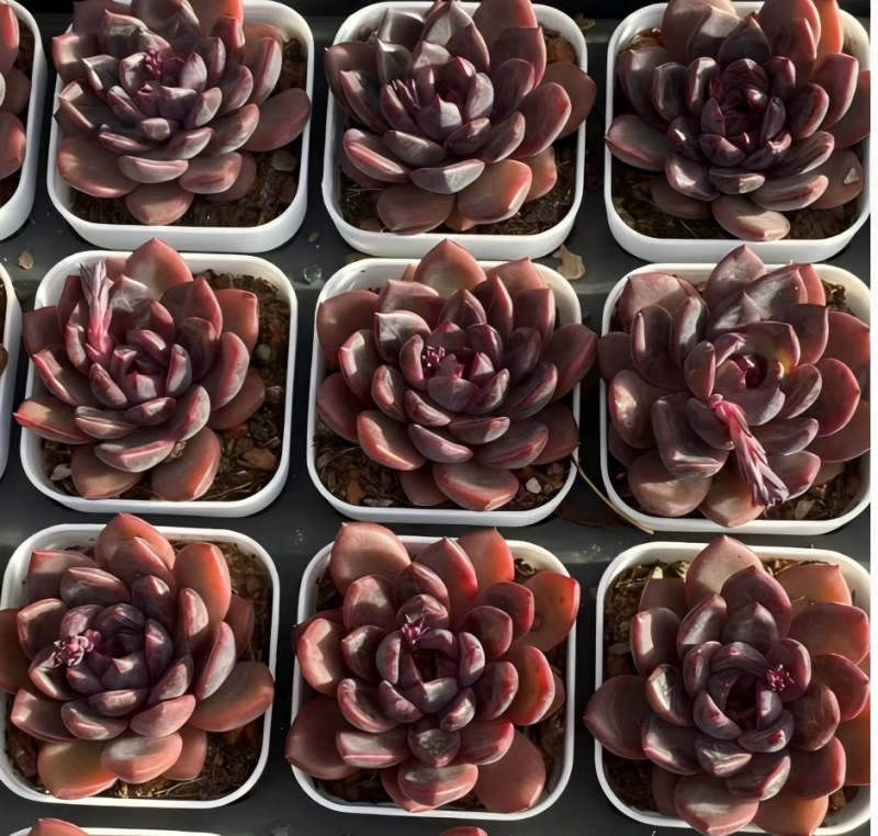 Shuting potted succulents set, dark purple-red rosette plants in white pots