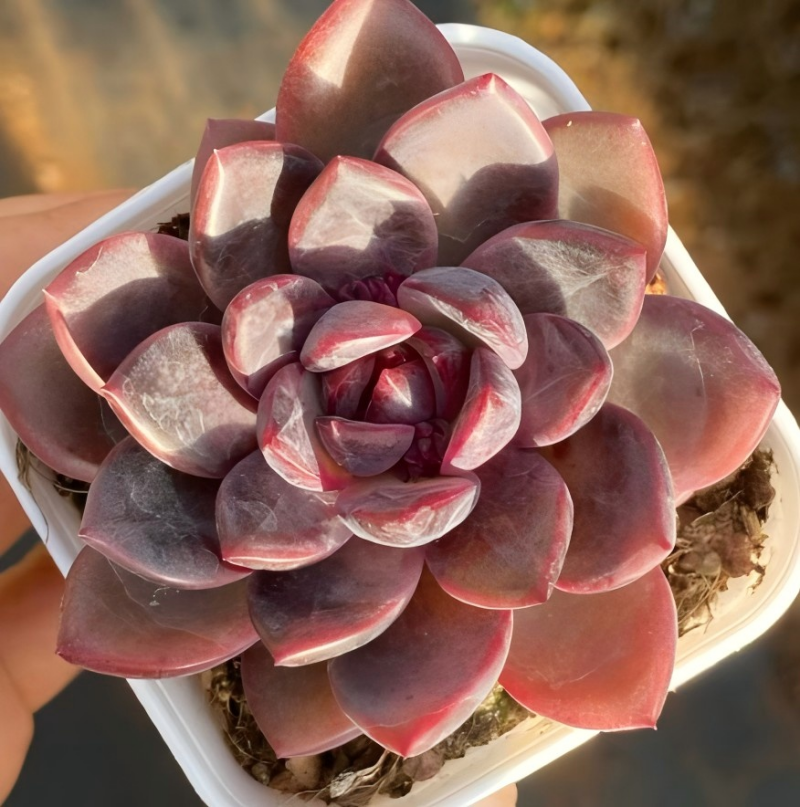 Shuting potted succulent with burgundy rosette and pale edges in white pot