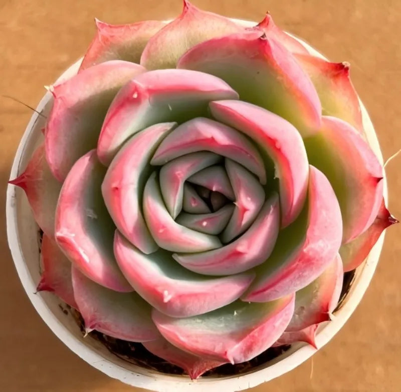 Small potted succulent rosette with pink and green layered petals