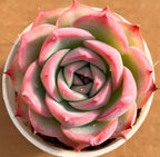 Small potted succulent rosette with pink and green layered petals