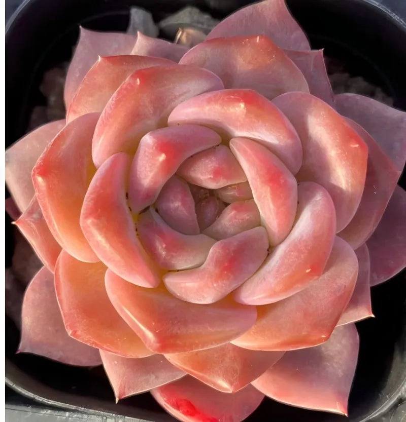 Snow hibiscus succulent bloom, coral and peach layered rosette in 3-inch pot