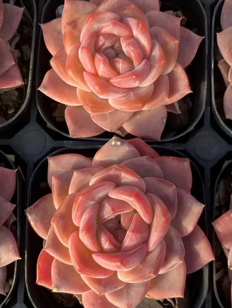 Snow hibiscus succulent bloom in 3-inch pot, peach and pink curled petals