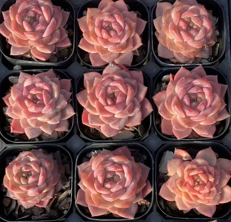 Snow hibiscus succulent plants in 3-inch pots, coral-pink rosette blooms