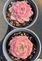 Two pink rosette succulents in small 4-inch pots with soil and pebbles
