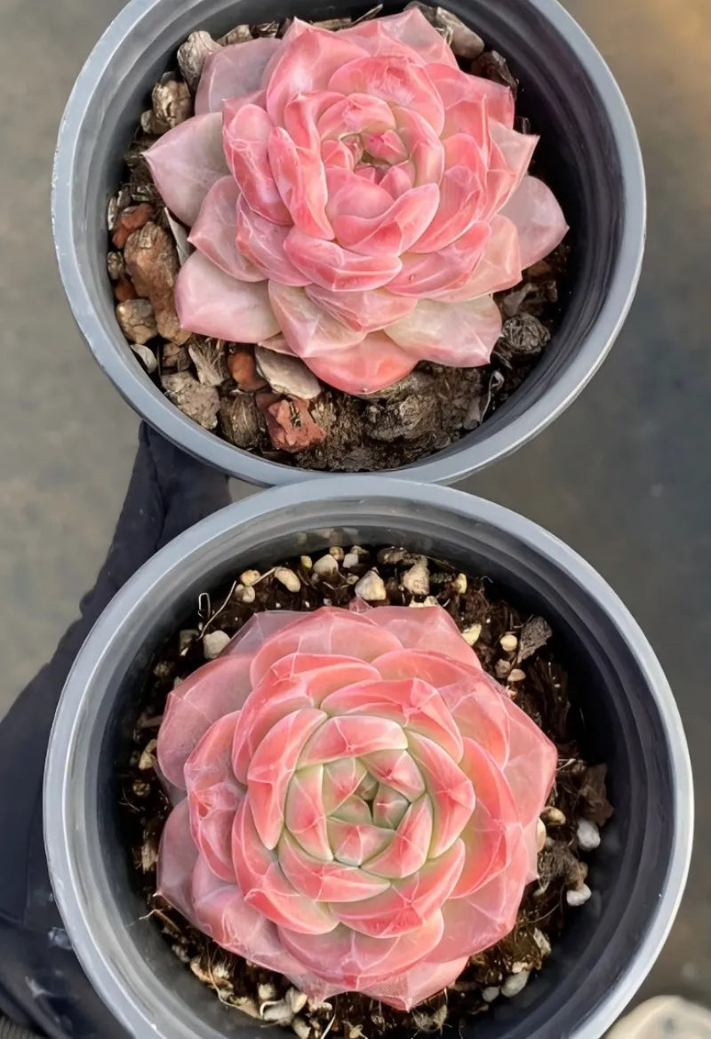 Two pink rosette succulents in small 4-inch pots with soil and pebbles