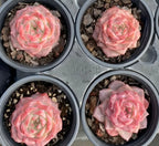 Four pink rosette succulents in separate small 4-inch pots