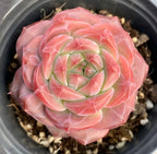 Pink hibiscus succulent in 4-inch pot, top view with layered petals