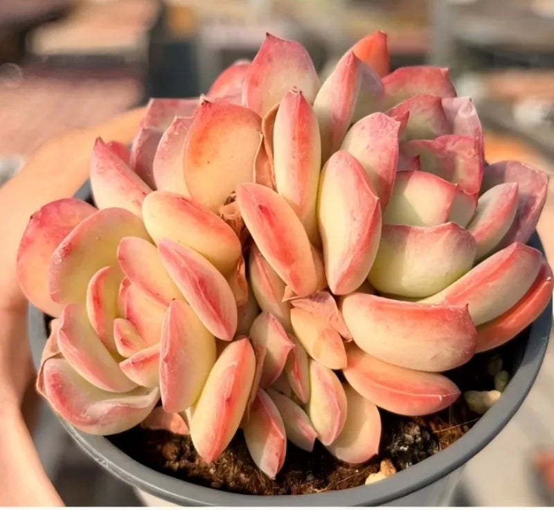 Succulent plant in a 4-inch pot, pink-and-cream rosette leaves