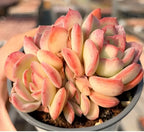 Succulent plant in a 4-inch pot, pink-and-cream rosette leaves