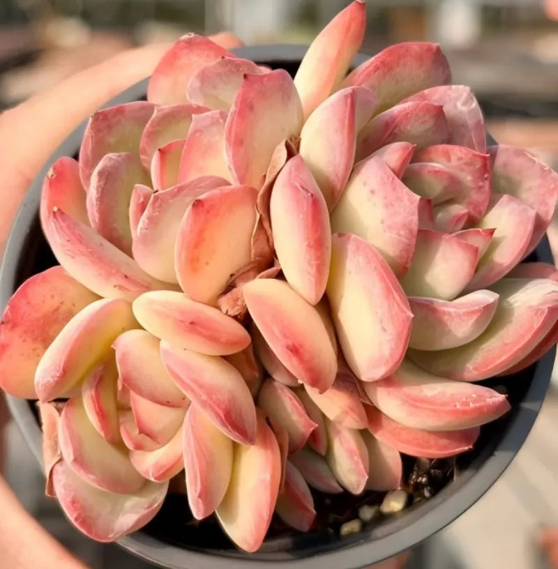 Succulent plant in a 4-inch pot with pink and cream leaves