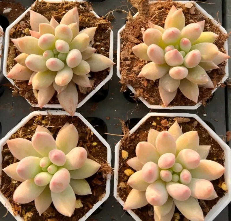 Four succulent rosettes in small pots, pale green leaves with pink-tinted centers