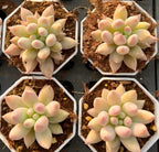 Four succulent rosettes in small pots, pale green leaves with pink-tinted centers