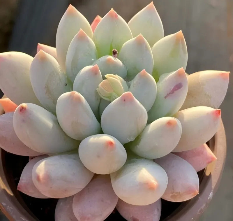 4-inch pot succulent rosette with pale green leaves and pink tips