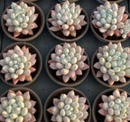 Set of 9 4-inch pot succulents with pale green leaves in round pots
