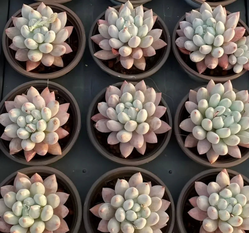 Set of 9 4-inch pot succulents with pale green leaves in round pots