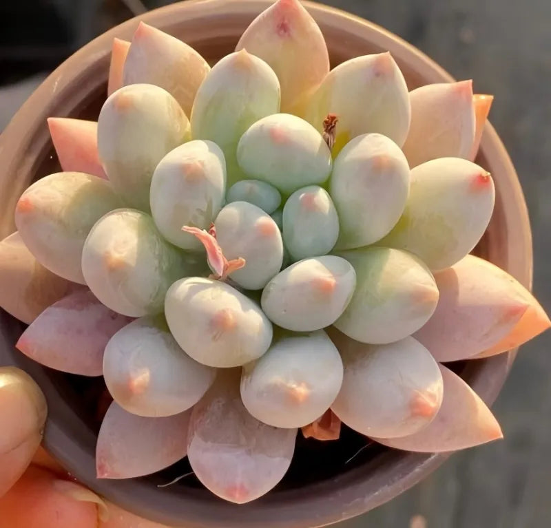 4-inch pot succulent rosette with pale leaves, pink-tinged outer petals
