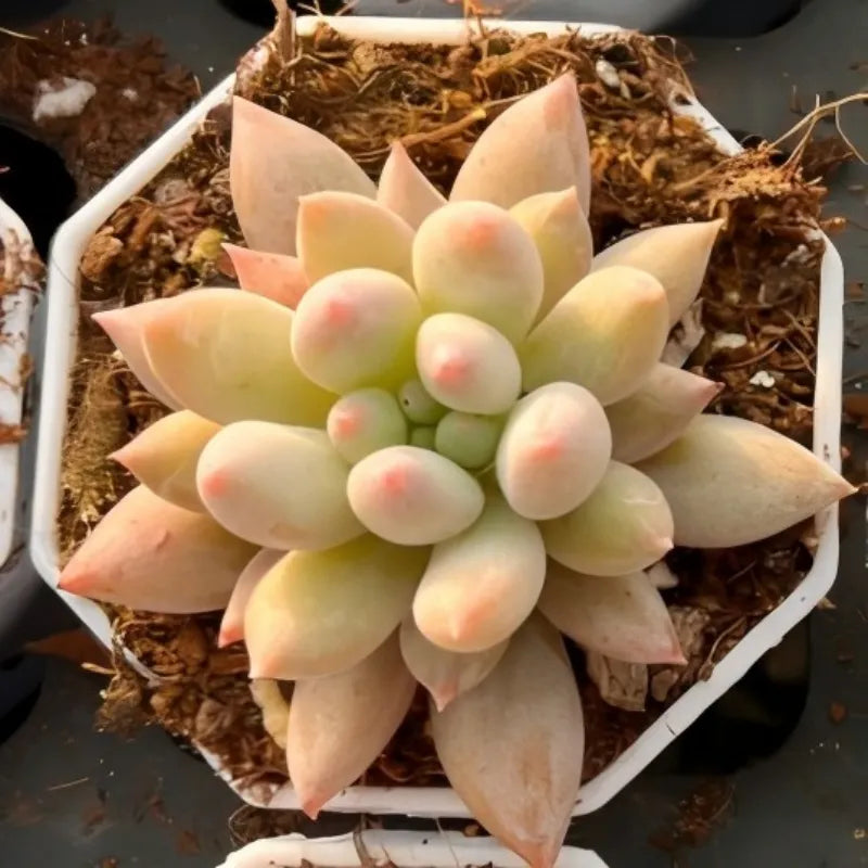 Succulent rosette in small pot, pale cream and light green pointed leaves
