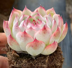 Succulent rosette plant in 3-inch pot, pale cream-green with pink speckled tips in soil.