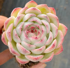 Succulent rosette in 3-inch pot, pale green spiral with pink margins and pointed petals.