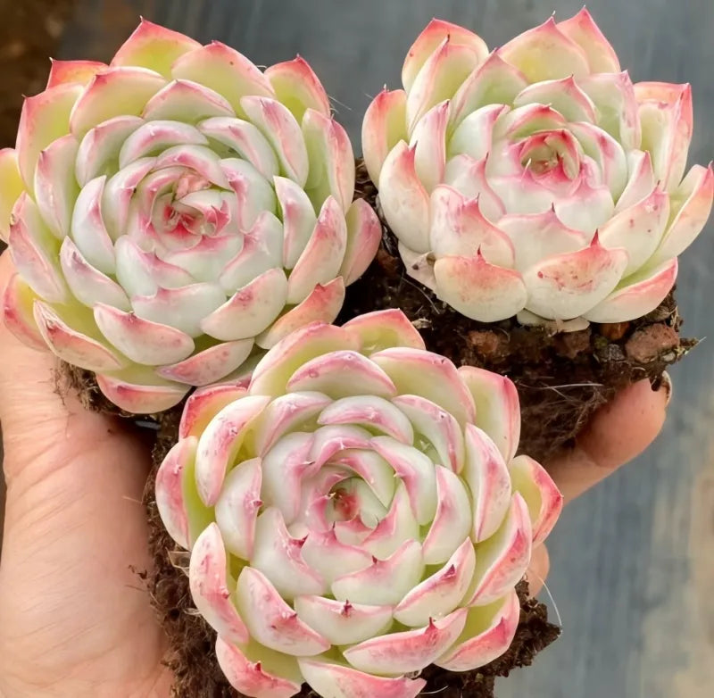 Succulent rosettes in 3-inch pot, pale green with pink-edged leaves on soil.