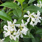 Star jasmine plant with clusters of white, star-shaped flowers and glossy green leaves