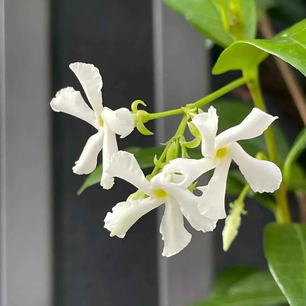 Star jasmine flowers close-up with white five-petal blooms and fresh green leaves