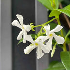 Star jasmine flowers close-up with white five-petal blooms and fresh green leaves
