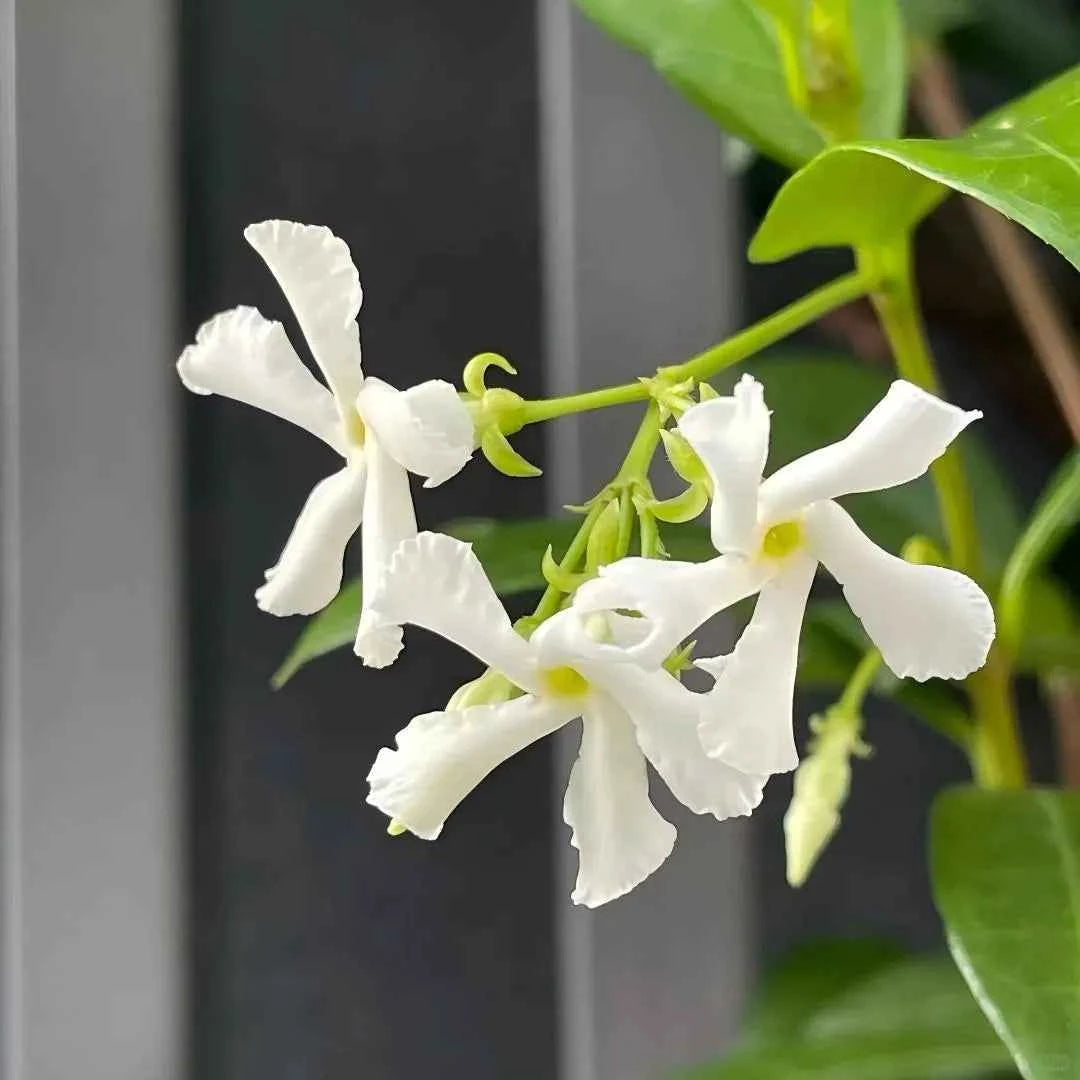 Star jasmine flowers close-up with white five-petal blooms and fresh green leaves